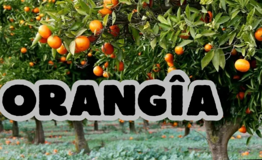 Integrating Orangîa Juice Into Your Daily Routine