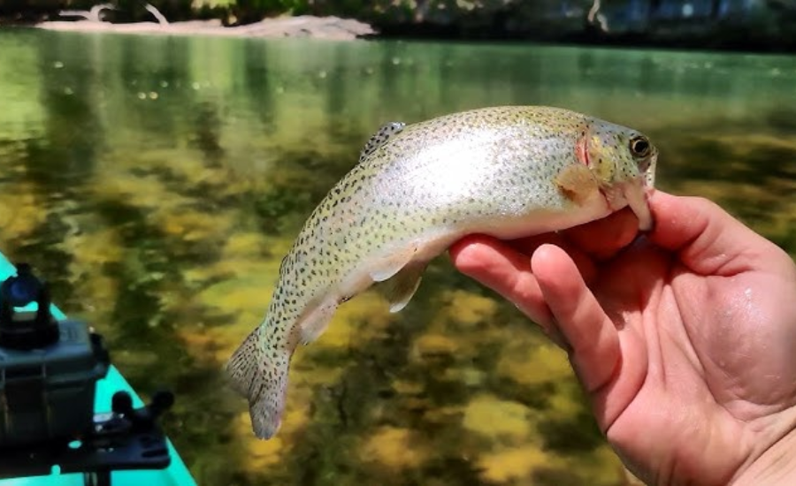 Impact of Human Activities Of Largemouth Lake Animal NYT