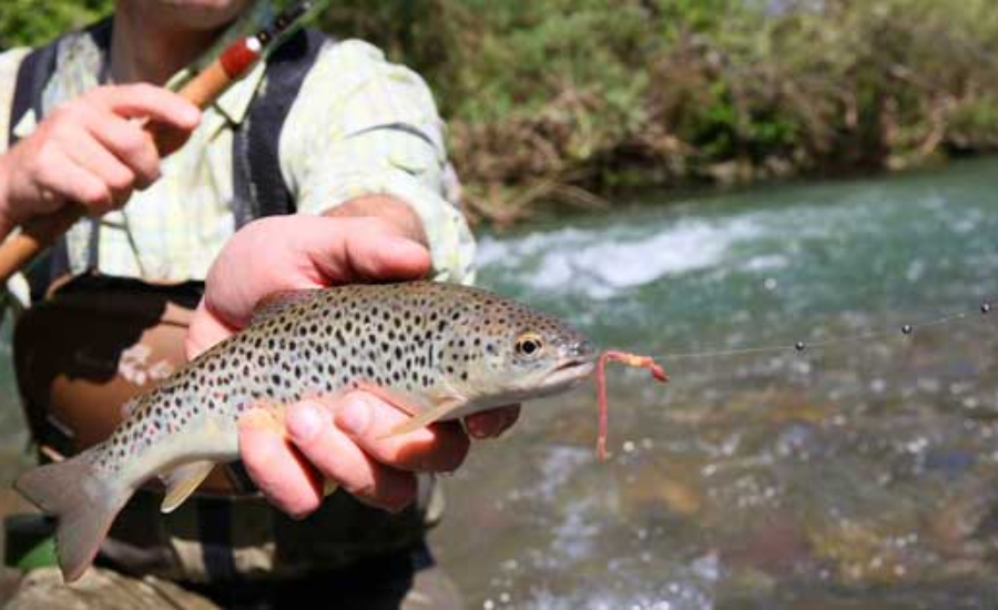 Connecting With Nature Enthusiasts 