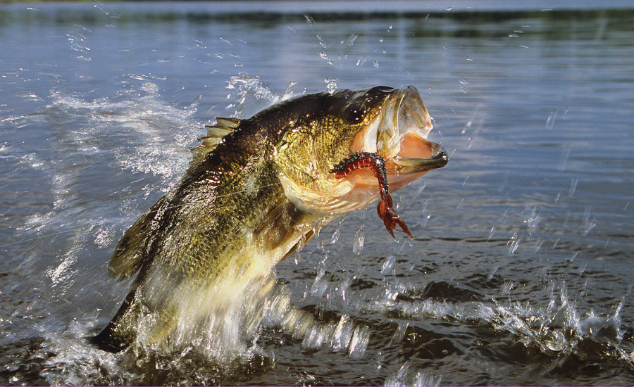 The Clue: Largemouth Lake Animal NYT